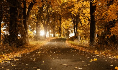 Дорога в листьях
