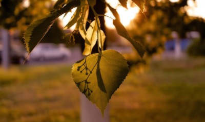 осень лист ветка природа