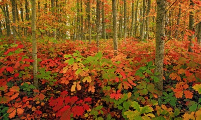 осень лес деревья autumn forest trees