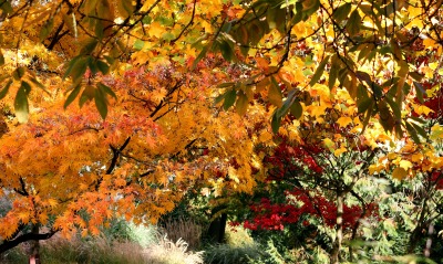 осень сад деревья листья