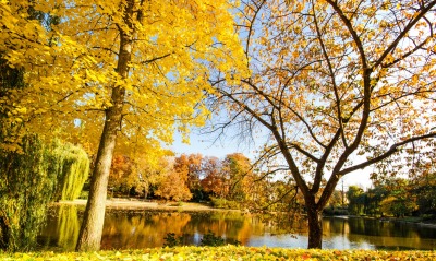 деревья осень небо озеро