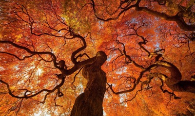 дерево осень крона