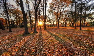 солнце лес листва осень