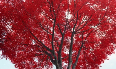 красное дерево ветки небо