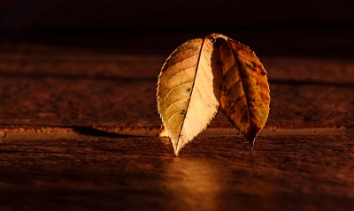 осенние листья доски минимализм