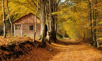 осень лес деревья домик аллея листва желтые листья