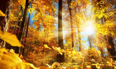 осенний лес, солнце