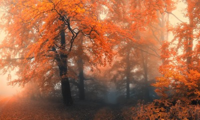 лес осень деревья туман