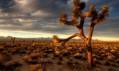 Пустынна закате