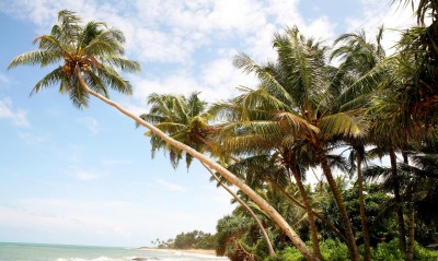 Пальмы на берегу