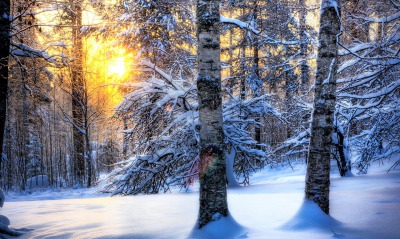 Зимний восход в лесу