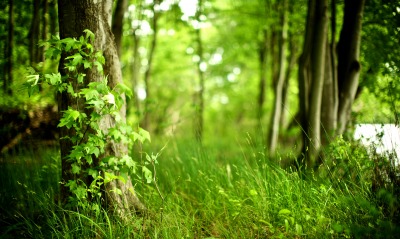 Зеленый лес с травой