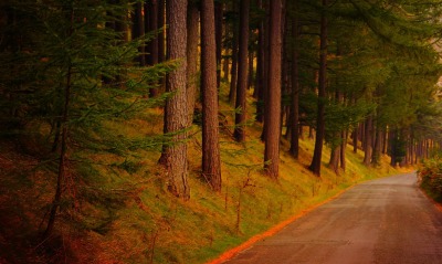 дорога, дорога в лесу