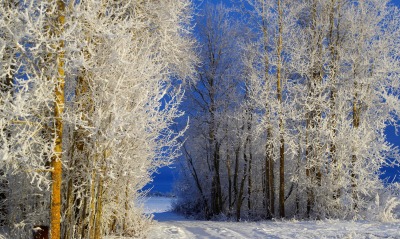 снег деревья дорога небо