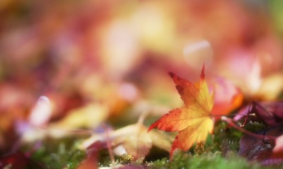 лист листья осень