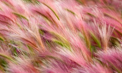 трава, розовая