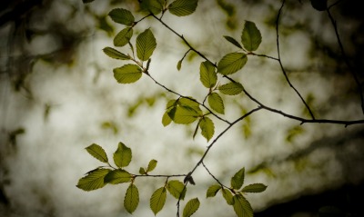 ветки, листья