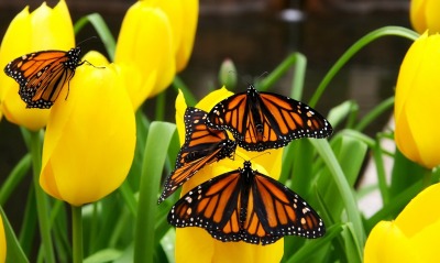 природа желтые тюльпаны цветы бабочки насекомые животные nature yellow tulips flowers butterfly insects animals