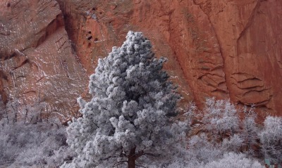 иней дерево снег
