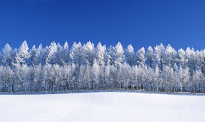 снег, деревья