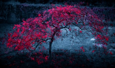 дерево красное осень tree red autumn