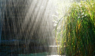 дождь, трава