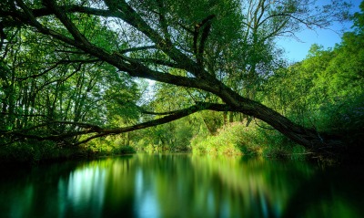 природа озеро деревья