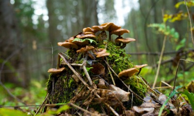 грибы, мох
