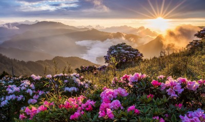 горы поляна цветы лучи солнца