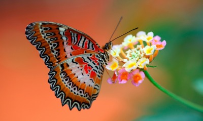 бабочка цветок макро