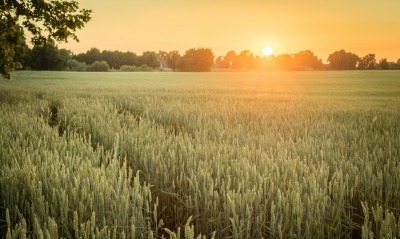 поле, пшеница