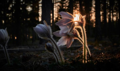подснежники лес рассвет цветы