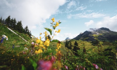 горы, цветы