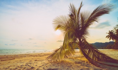 пальма, пляж