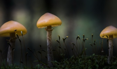 грибы, крупный план