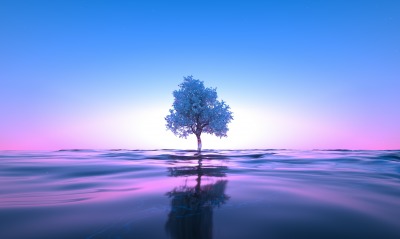 дерево вода рассвет сияние