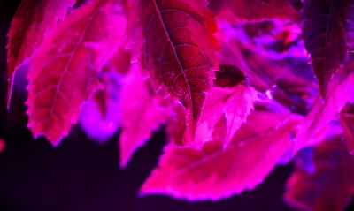 листья осенние розовый