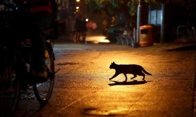 кот тень ночь фонарь улица