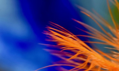перо оранжевое синий фон