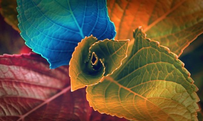 листья, разноцветные
