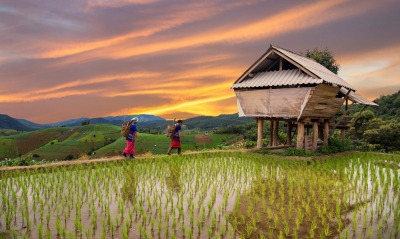таиланд хижина рис