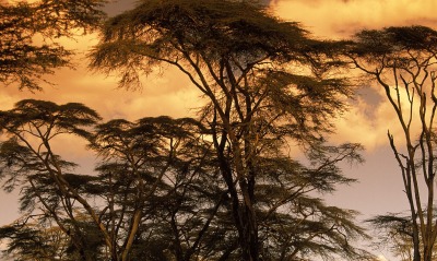 Fever Trees at Sunset, Africa