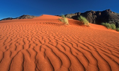 Crawling on the Dune, Namib Rand Nature Reserve, Namibia