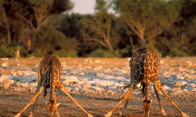 Thirsty Giraffes, Etosha National Park, Namibia