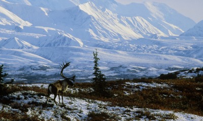 Caribou Bull, Denali National Park, Alaska