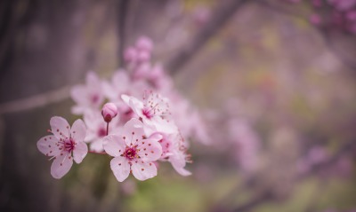 цветение почки весна