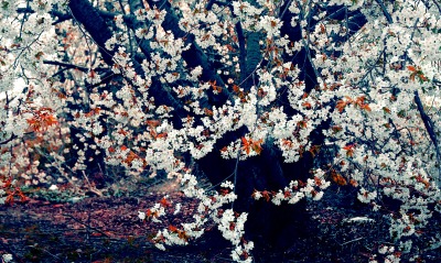 цветение весна деревья
