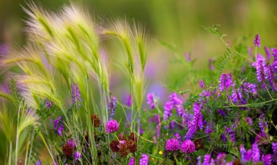 трава цветы сиреневые