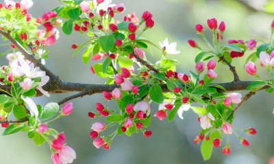 ветка цветы весна