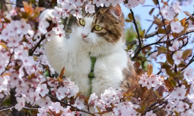 кот цветение ветка
